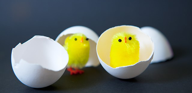 KYckling tittar ram från ett ägg