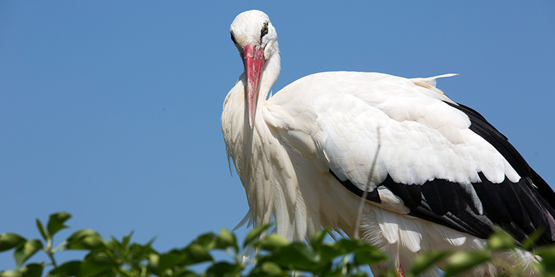 Stork
