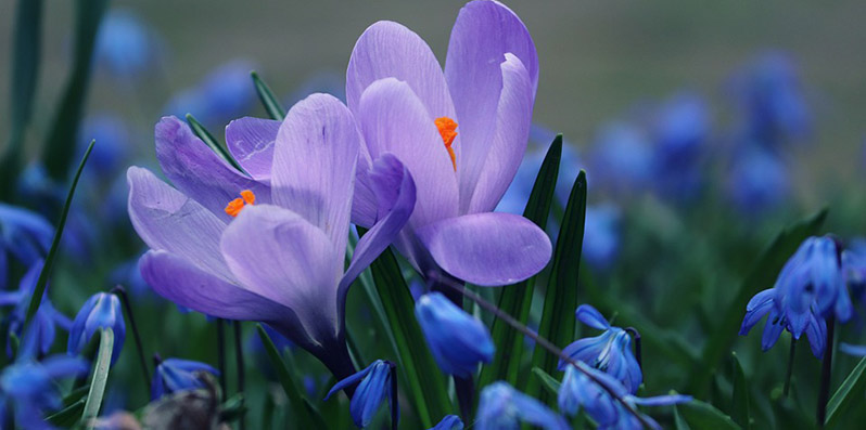 Vårblommor