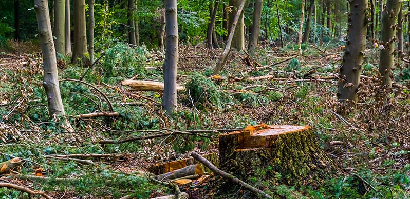 Skog med trädstumpar efter träd som fällts