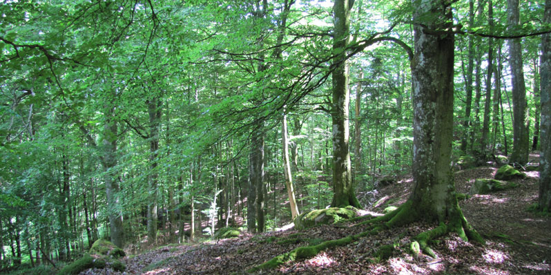 Näsums bokskog