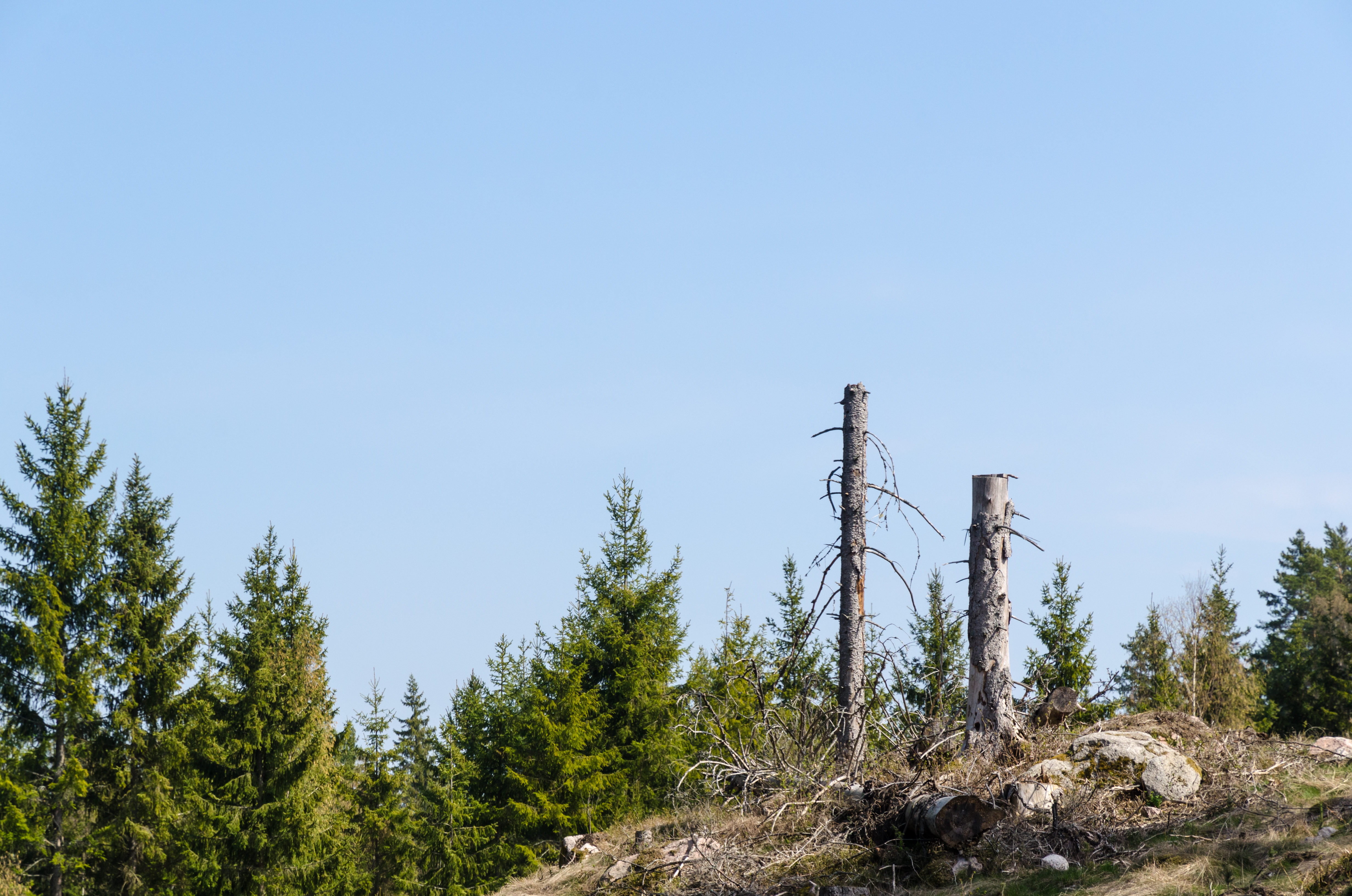 [Arkiverad] Trädarbete längs Allarpsvägen